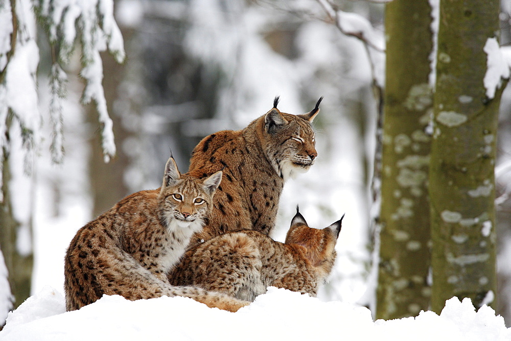 European lynx, lynx lynx, family in winter, national park bayrischer wald, germany, captiv