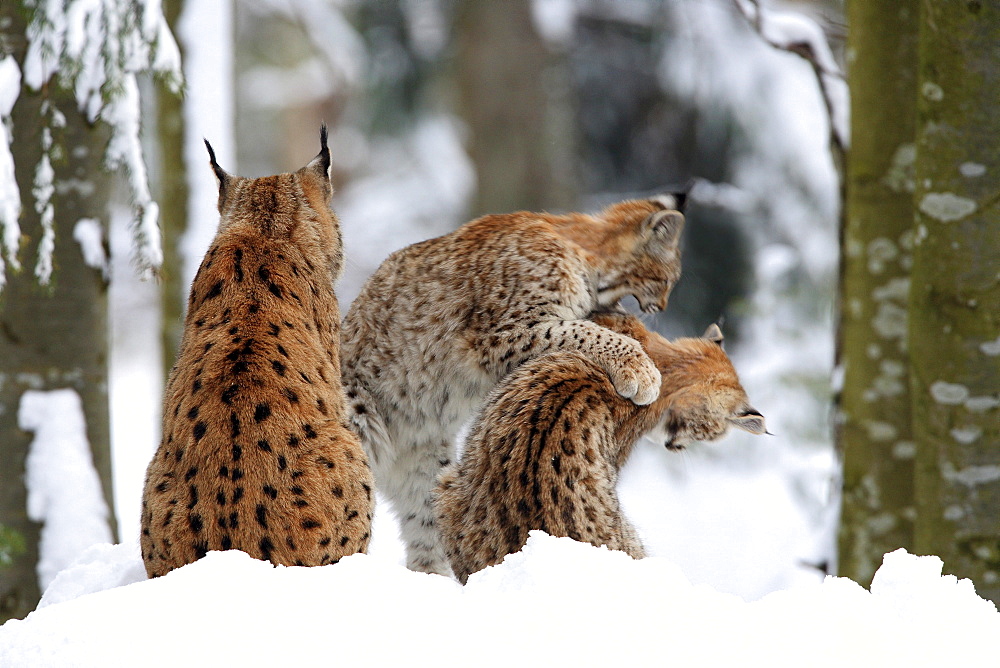 European lynx, lynx lynx, family in winter, national park bayrischer wald, germany, captiv