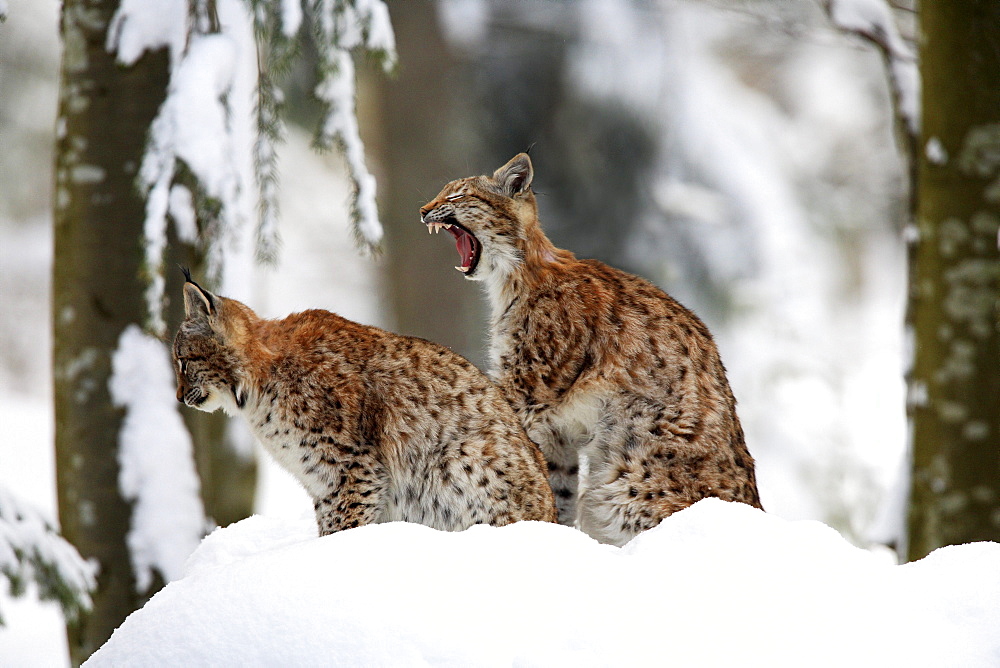 European lynx, lynx lynx, in winter, national park bayrischer wald, germany, captiv