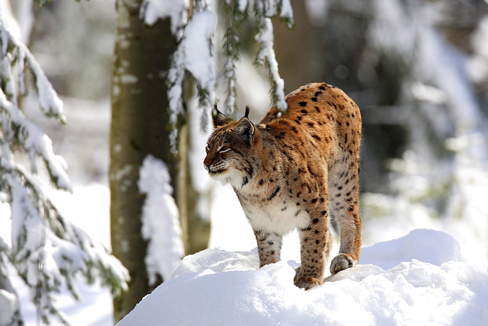 European lynx, lynx lynx, female adult, in winter, national park bayrischer wald, germany, captiv