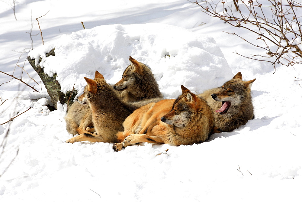 European wolf, wolf, canis lupus lupus, family, in winter, national park bayrischer wald, germany, captiv