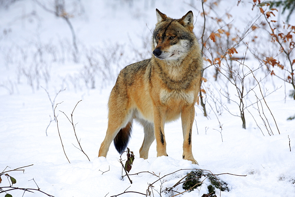 European wolf, wolf, canis lupus lupus ,adult, in winter, national park bayrischer wald, germany, captiv