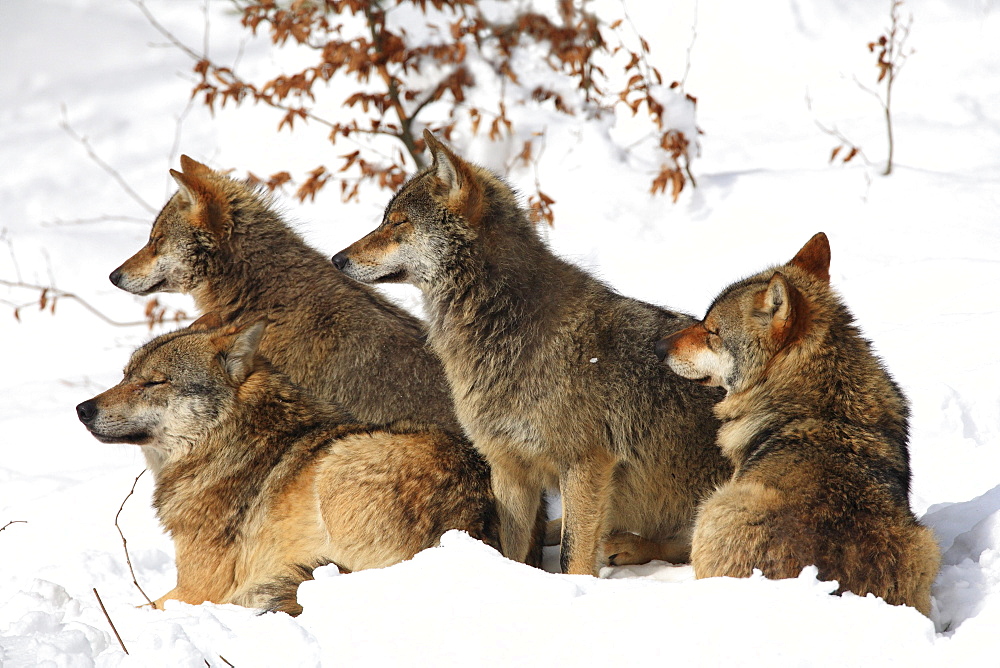 European wolf, canis lupus lupus, family, in winter, national park bayrischer wald, germany, captiv