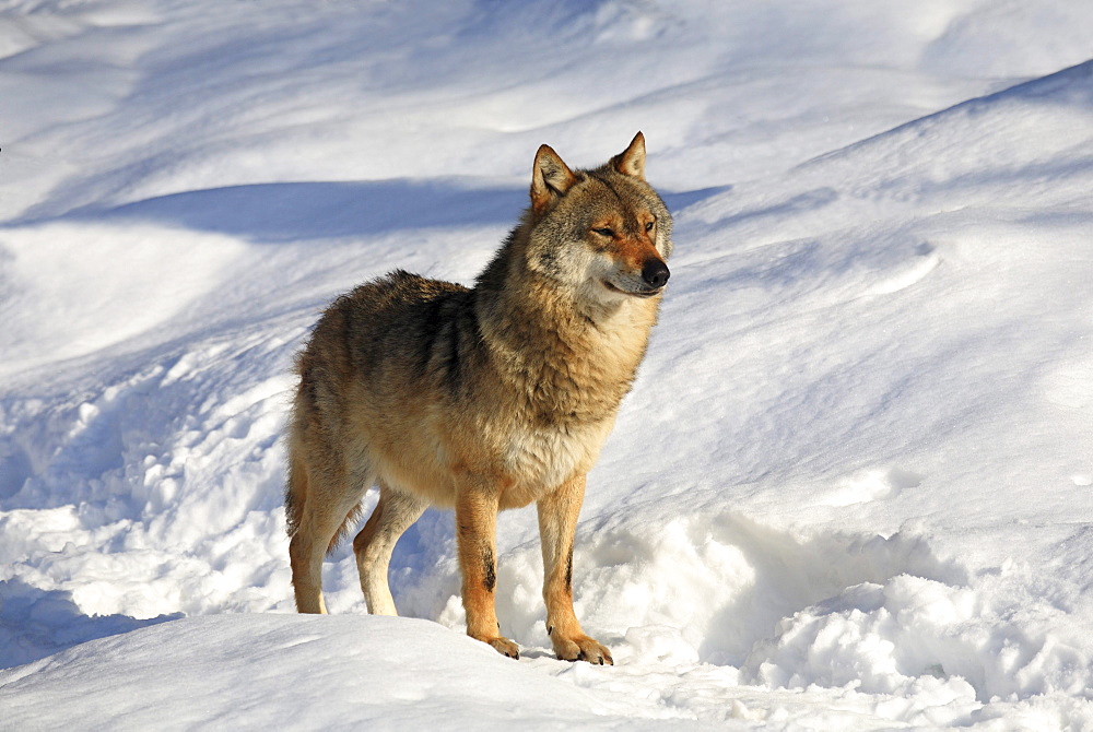 European wolf, wolf, canis lupus lupus, adult, in winter, national park bayrischer wald, germany, captiv