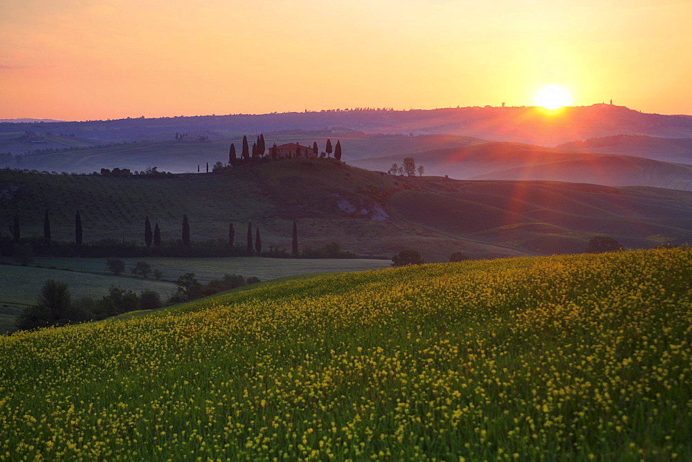 Cypress, italian cypress, cupressus sempervirens, country house, farm house, hill countryside, agricultural landscape, tuscany. italy