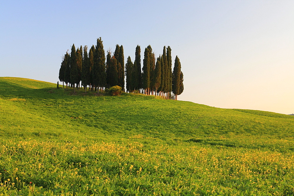 Cypress, italian cypress, cupressus sempervirens, rape, hill countryside, agricultural landscape, tuscany. italy