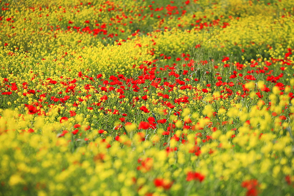 Red poppy / corn poppy, papaver rhoeas, spring, field of poppies and rape, tuscany, italy