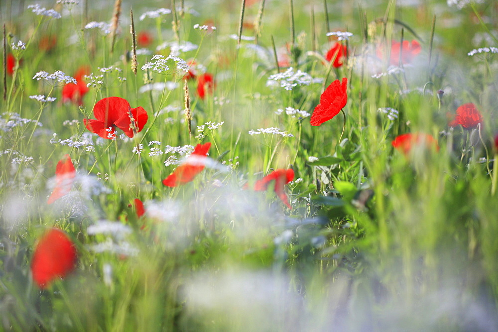 Red poppy / corn poppy, papaver rhoeas, spring, tuscany, italy