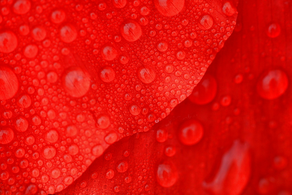 Red poppy / corn poppy, papaver rhoeas, spring, tuscany, italy