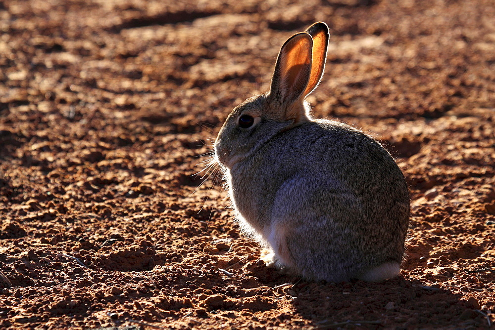 Desert cottontail rabbit, sylvilagus audubonii, in the dessert of arizona, portrait of sitting animal, page, arizona, usa