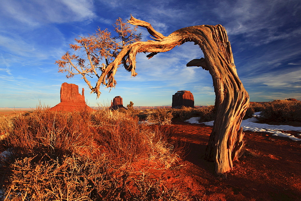 Monument valley, mitten buttes and merricks butte with old tree, utah, usa