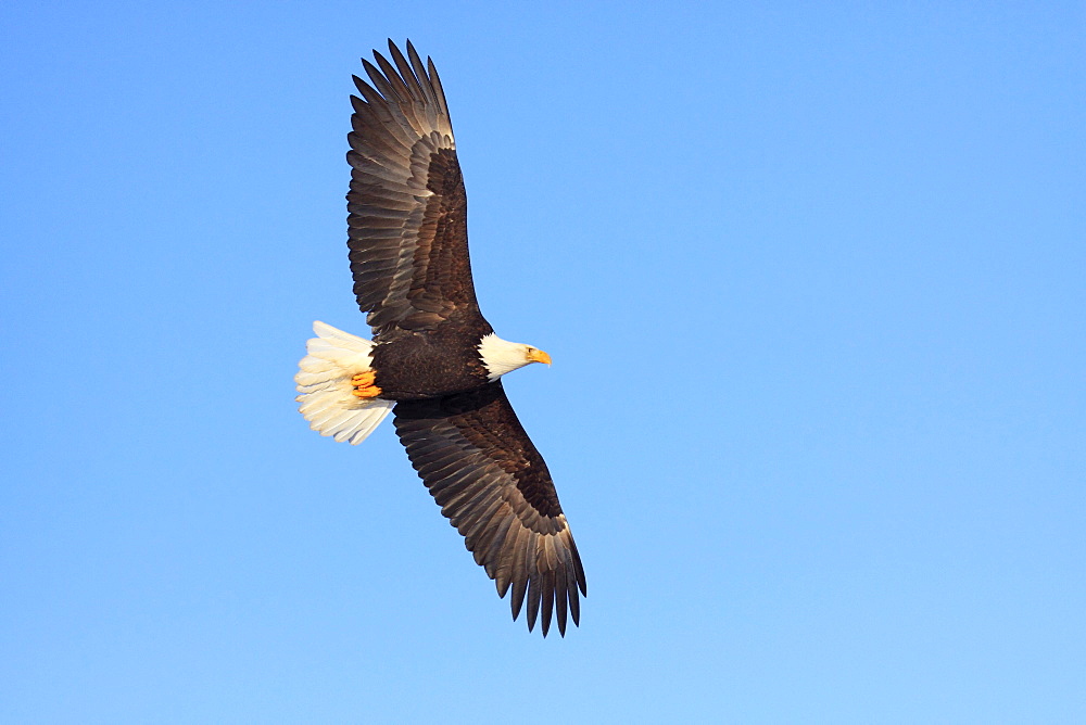 Bald eagle, haliaeetus leucocephalus, weisskopfseeadler, homer, kenai peninsula, alaska, usa