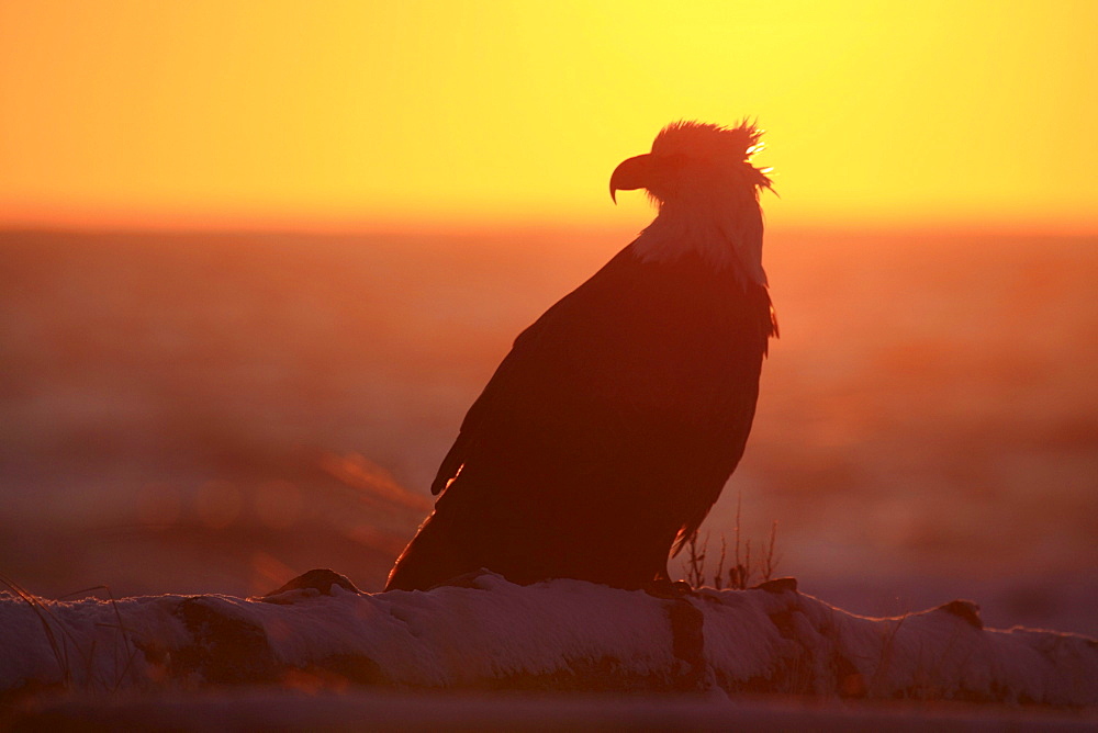 Bald eagle, haliaeetus leucocephalus, weisskopfseeadler, homer, kenai peninsula, alaska, usa