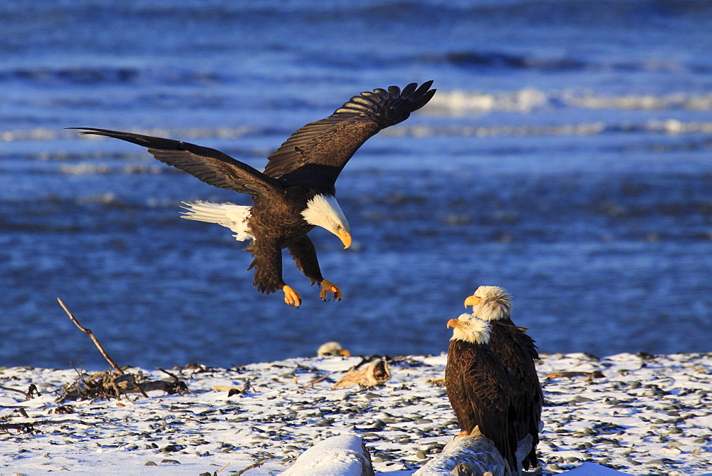 Bald eagle, haliaeetus leucocephalus, weisskopfseeadler, homer, kenai peninsula, alaska, usa