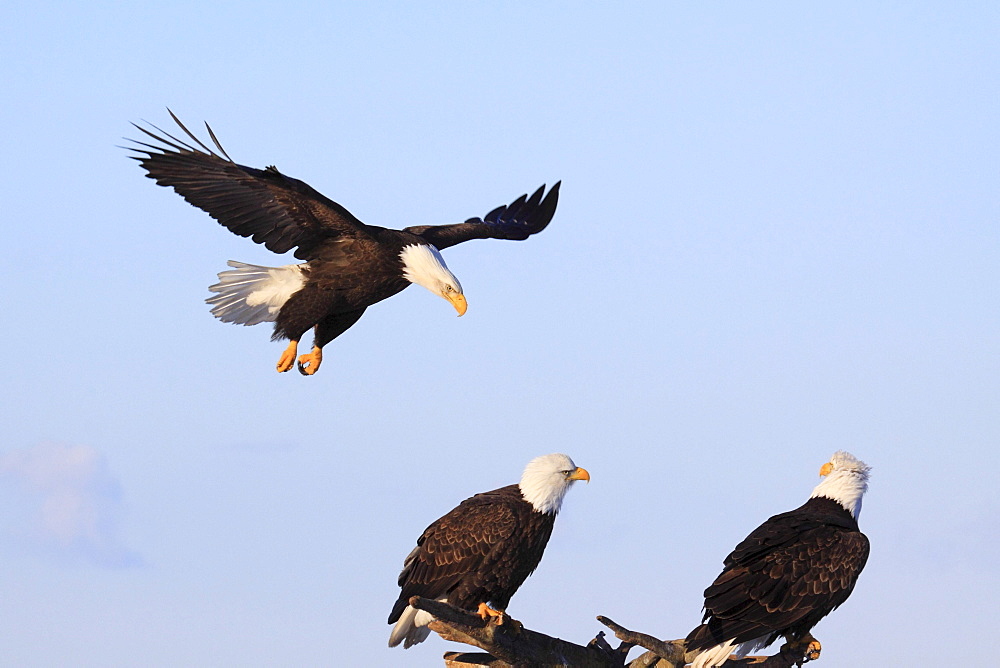 Bald eagle, haliaeetus leucocephalus, weisskopfseeadler, homer, kenai peninsula, alaska, usa