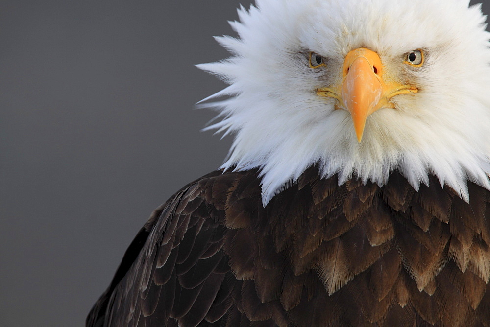 Bald eagle, haliaeetus leucocephalus, weisskopfseeadler, homer, kenai peninsula, alaska, usa