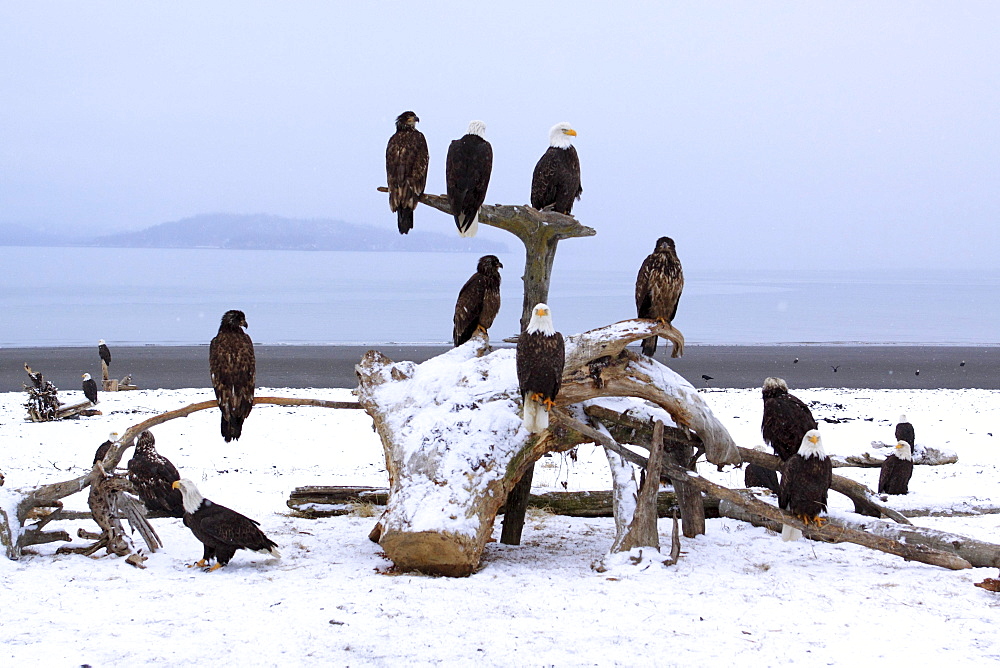 Bald eagle, haliaeetus leucocephalus, weisskopfseeadler, homer, kenai peninsula, alaska, usa