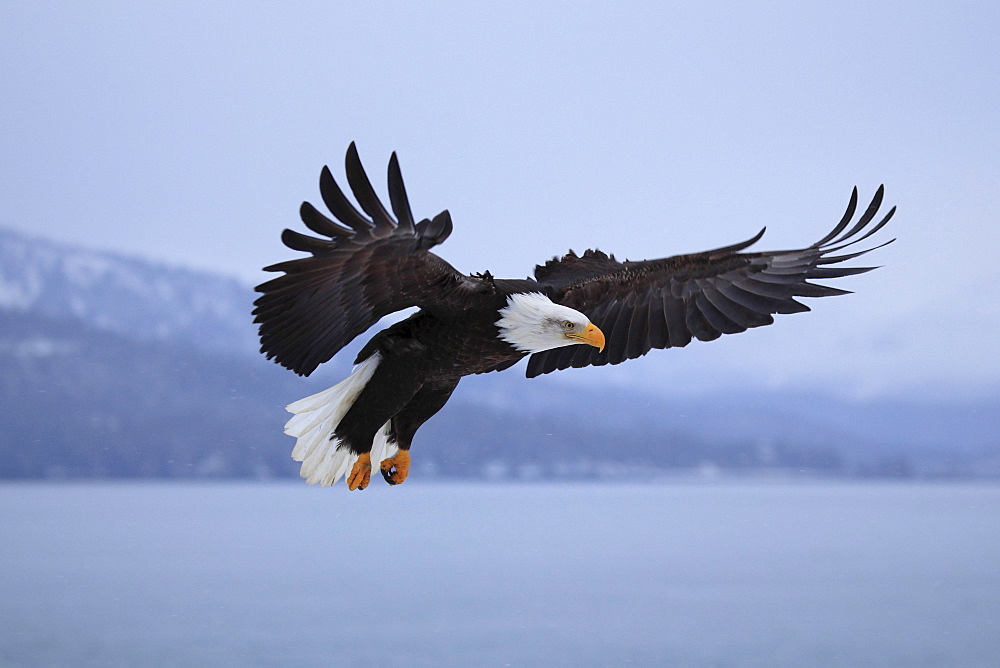 Bald eagle, haliaeetus leucocephalus, weisskopfseeadler, homer, kenai peninsula, alaska, usa