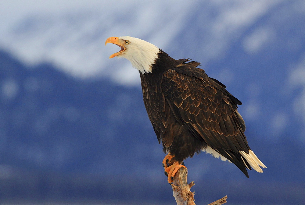 Bald eagle, haliaeetus leucocephalus, weisskopfseeadler, homer, kenai peninsula, alaska, usa