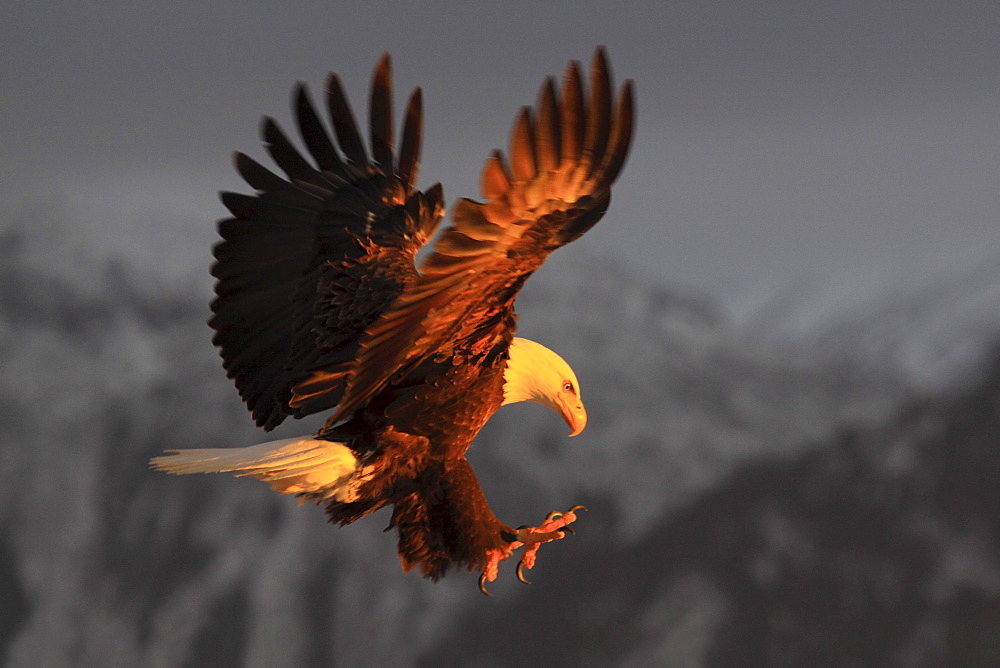 Bald eagle, haliaeetus leucocephalus, weisskopfseeadler, homer, kenai peninsula, alaska, usa