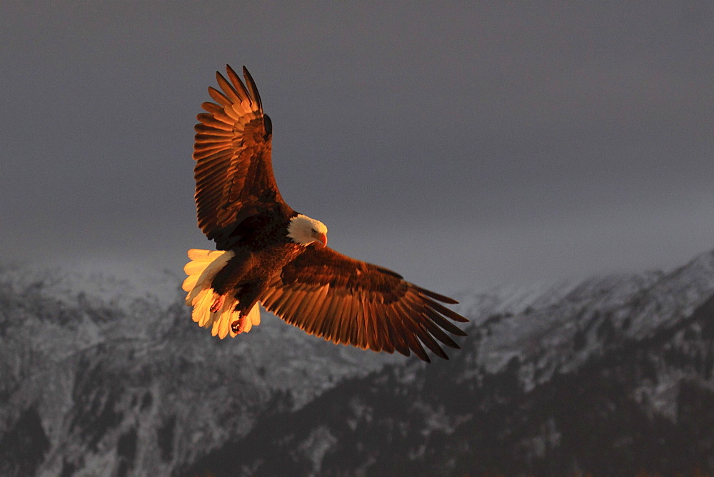 Bald eagle, haliaeetus leucocephalus, weisskopfseeadler, homer, kenai peninsula, alaska, usa