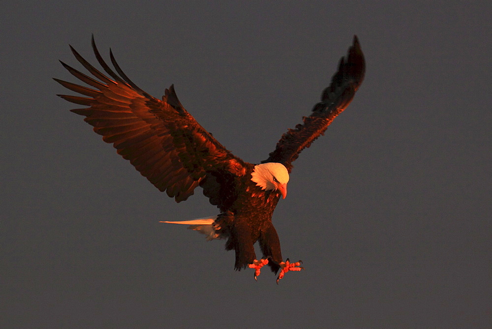 Bald eagle, haliaeetus leucocephalus, weisskopfseeadler, homer, kenai peninsula, alaska, usa