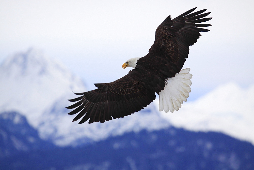 Bald eagle, haliaeetus leucocephalus, weisskopfseeadler, homer, kenai peninsula, alaska, usa