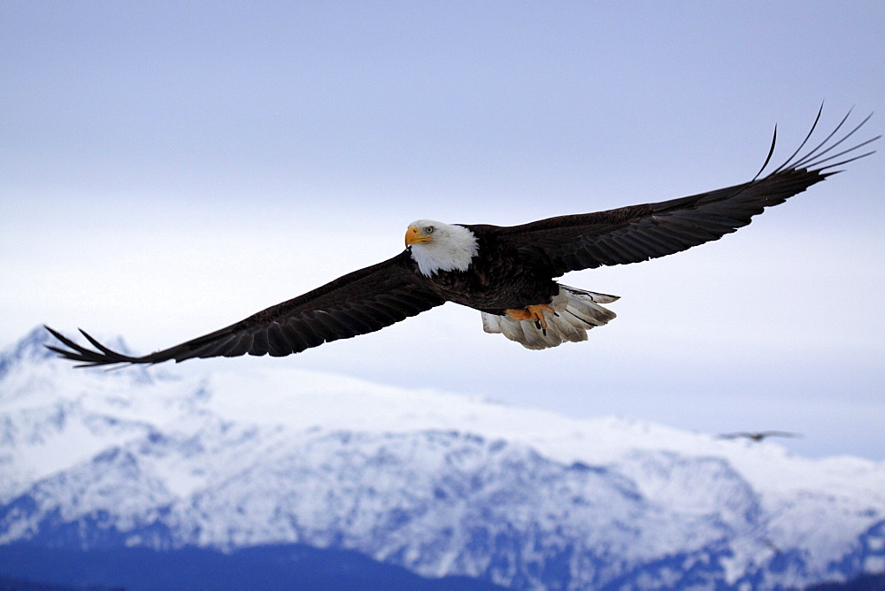 Bald eagle, haliaeetus leucocephalus, weisskopfseeadler, homer, kenai peninsula, alaska, usa