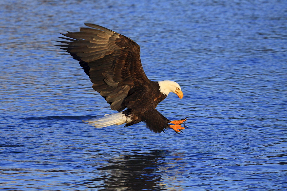 Bald eagle, haliaeetus leucocephalus, weisskopfseeadler, homer, kenai peninsula, alaska, usa