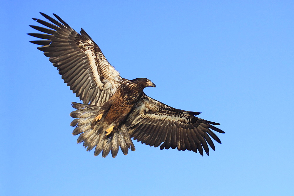 Bald eagle, haliaeetus leucocephalus, weisskopfseeadler, homer, kenai peninsula, alaska, usa