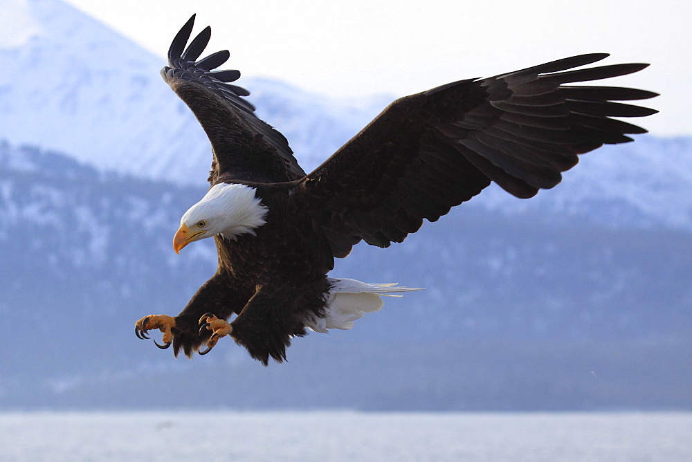 Bald eagle, haliaeetus leucocephalus, weisskopfseeadler, homer, kenai peninsula, alaska, usa