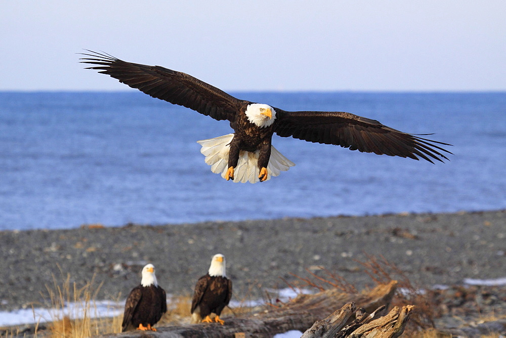 Bald eagle, haliaeetus leucocephalus, weisskopfseeadler, homer, kenai peninsula, alaska, usa