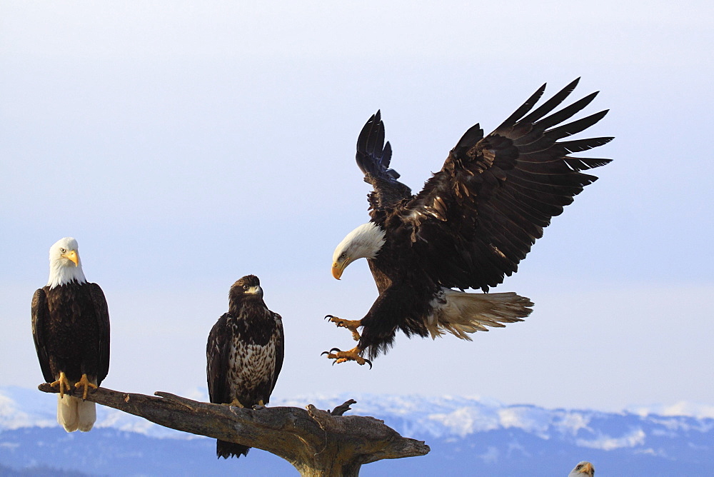 Bald eagle, haliaeetus leucocephalus, weisskopfseeadler, homer, kenai peninsula, alaska, usa