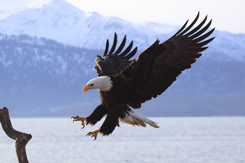 Bald eagle, haliaeetus leucocephalus, weisskopfseeadler, homer, kenai peninsula, alaska, usa