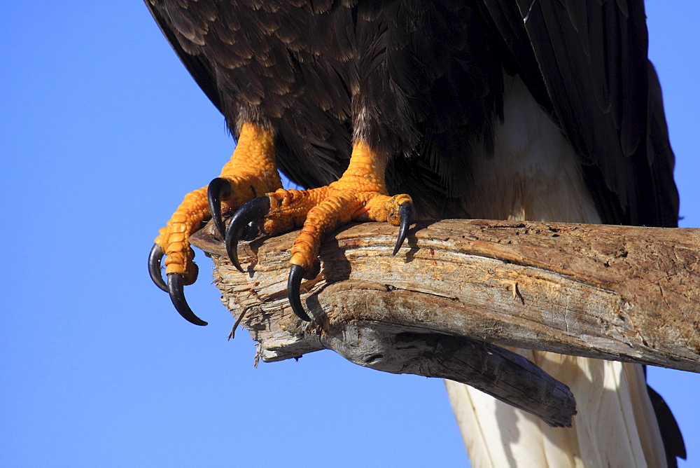 Claws of bald eagle, haliaeetus leucocephalus, weisskopfseeadler, homer, kenai peninsula, alaska, usa