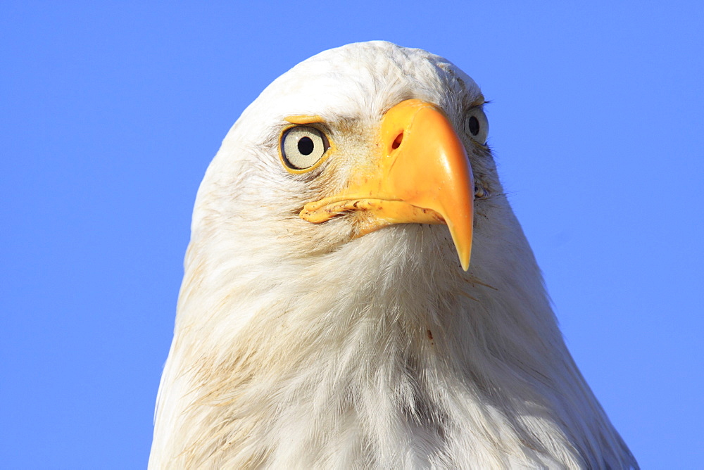 Bald eagle, haliaeetus leucocephalus, weisskopfseeadler, homer, kenai peninsula, alaska, usa