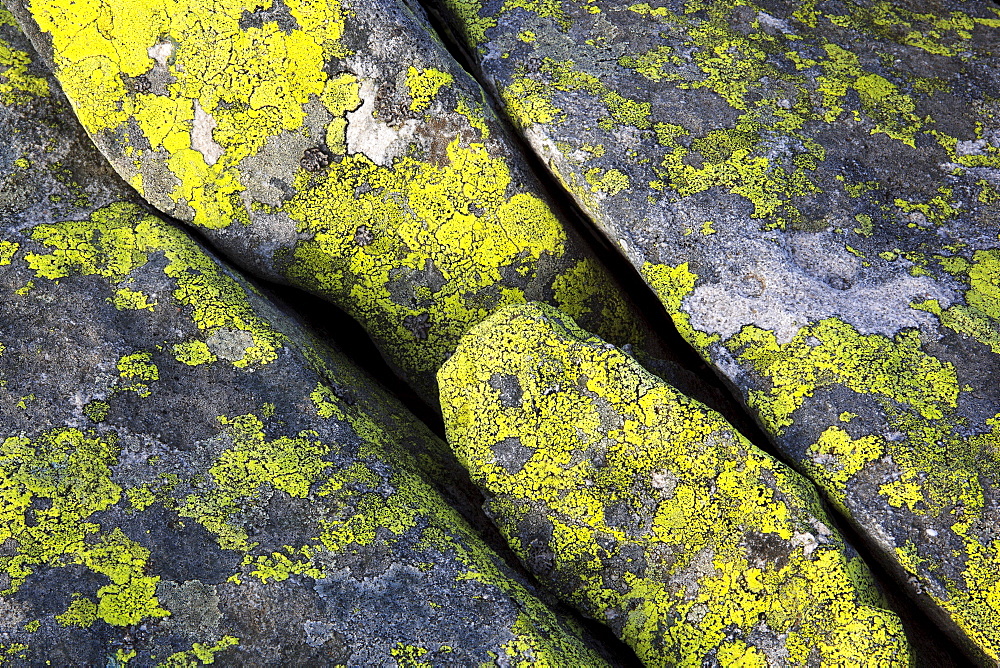 Flechten auf Fels in Schweizer Alpen, Berner Oberland, Bern, Schweiz