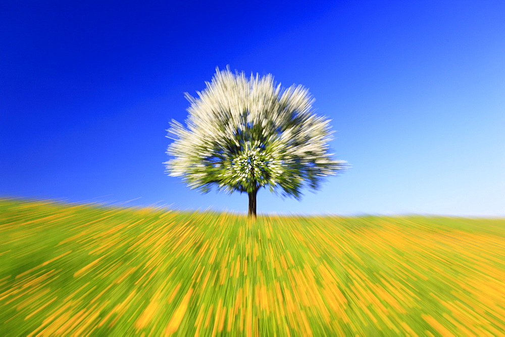 Bluehender Apfelbaum im Fruehling, Schweiz