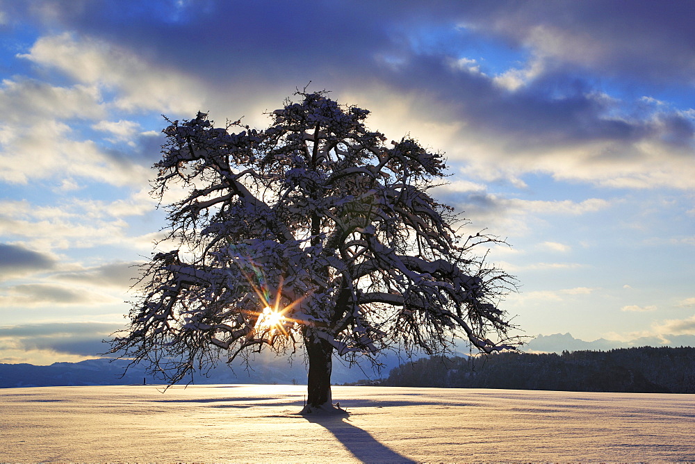 Apfelbaum, Malus, f., Apple tree, im Winter, Schweiz