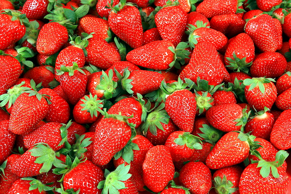 Mass of Strawberry, Fragaria spp, Erdbeere, studio, Oetwil am See, Zuerich, Switzerland