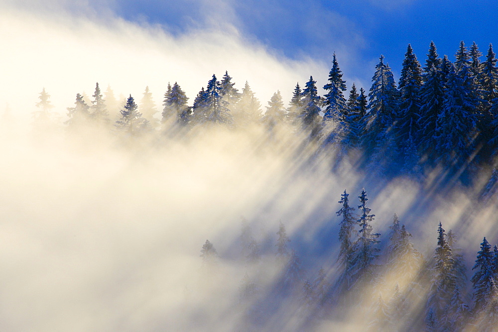 snow covered trees, winter forest, Switzerland