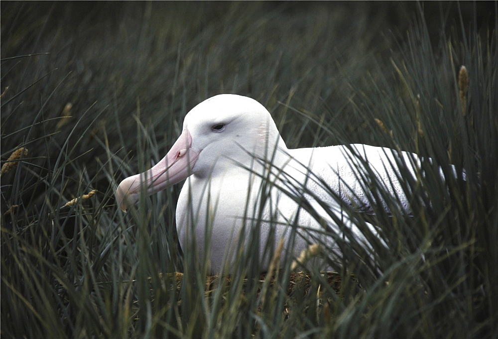 Wandering albatross. Diomedea exulans. On nest, albatross island, south georgia diomedea exulans