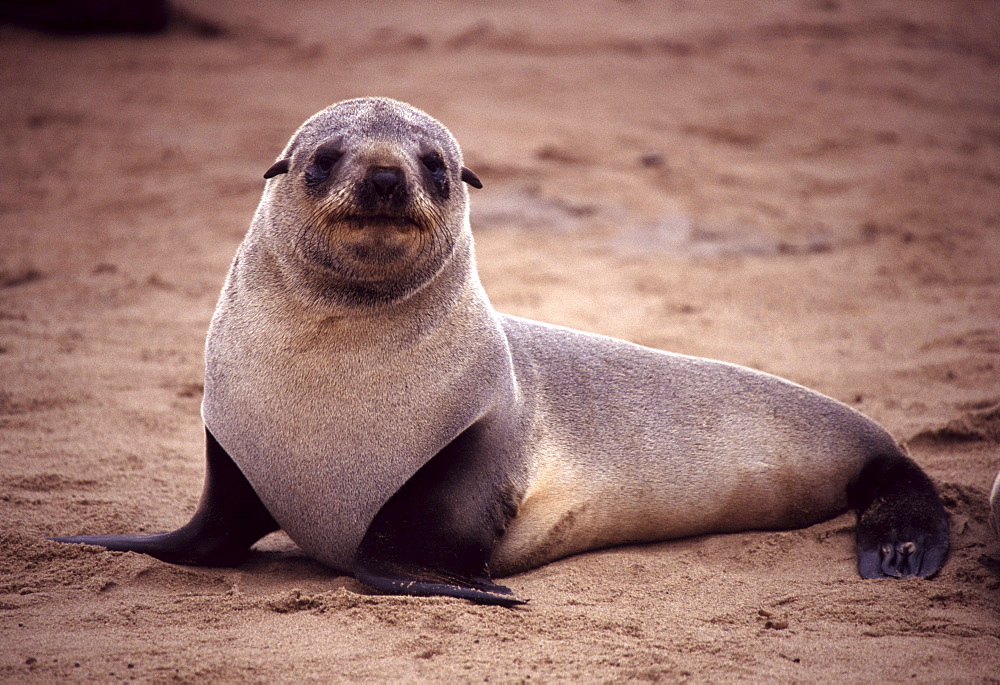 Young cape fur seal. Arctocephalus pusillus. Cape cross, atlantic coast, namibia