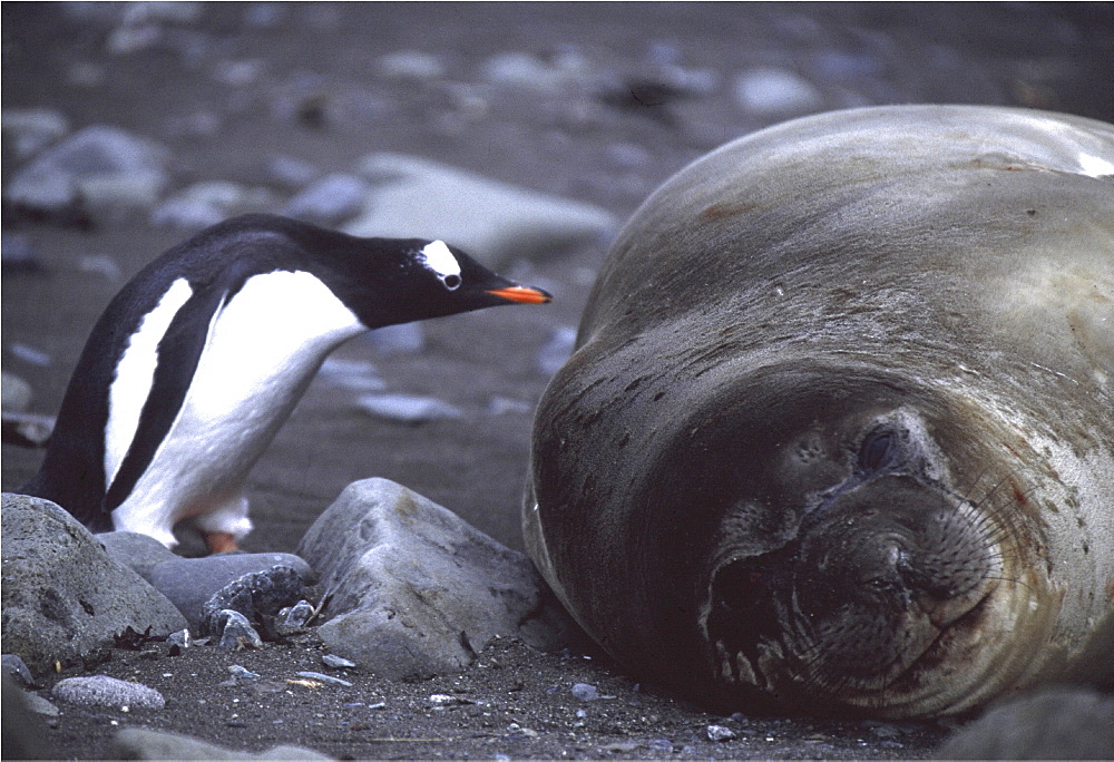 Southern elephant seal. Mirounga leonina. Gentoo penguin (pygoscelis papua papua) pecks seal. South shetlands