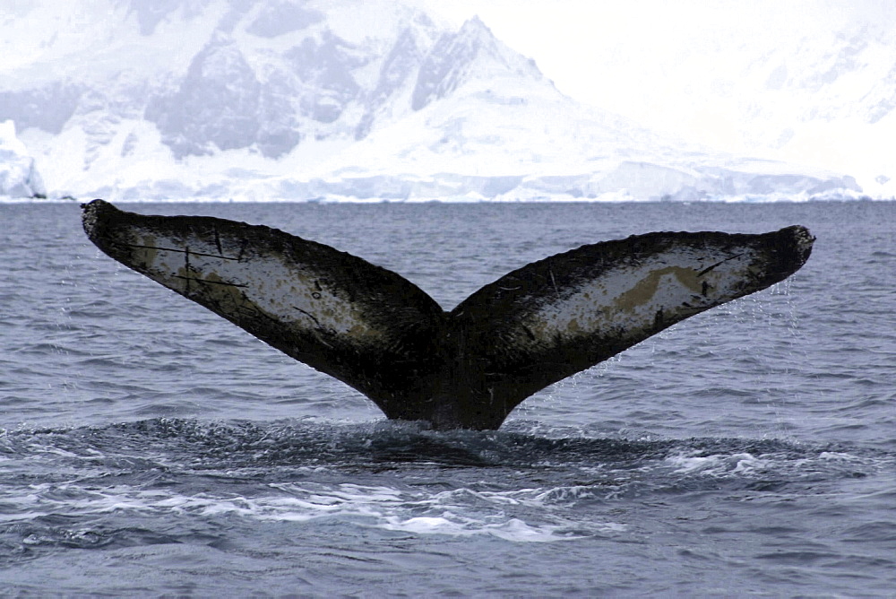 Humpback whale. Megaptera novaeangliae. Tail fluke. Wilhelmina bay, antarctica