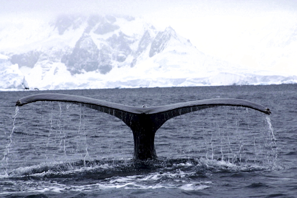 Humpback whale. Megaptera novaeangliae. Wilhelmina bay, antarctica