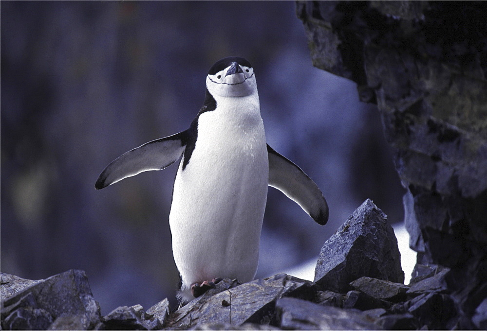 Chinstrap penguin. Pygoscelis antarctica. In rocky colony. Antarctica