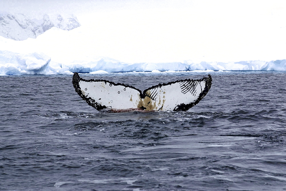 Humpback whale. Megaptera novaeangliae. Tail fluke. Wilhelmina bay, antarctica