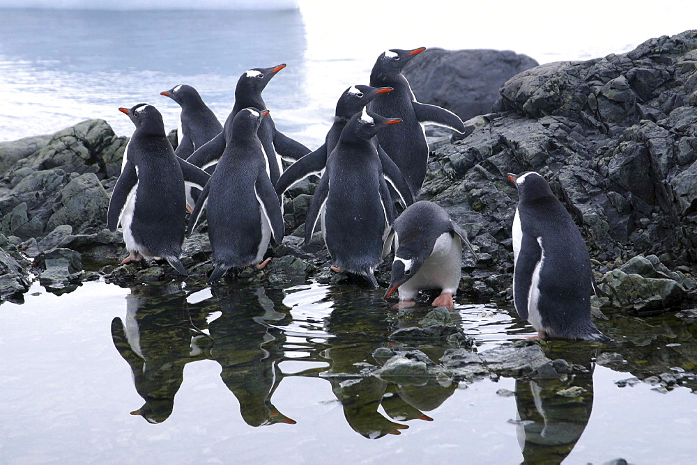 Gentoo penguins. Pygoscelis papua. Juvenile gentoos hanging around a pool. Antarctica