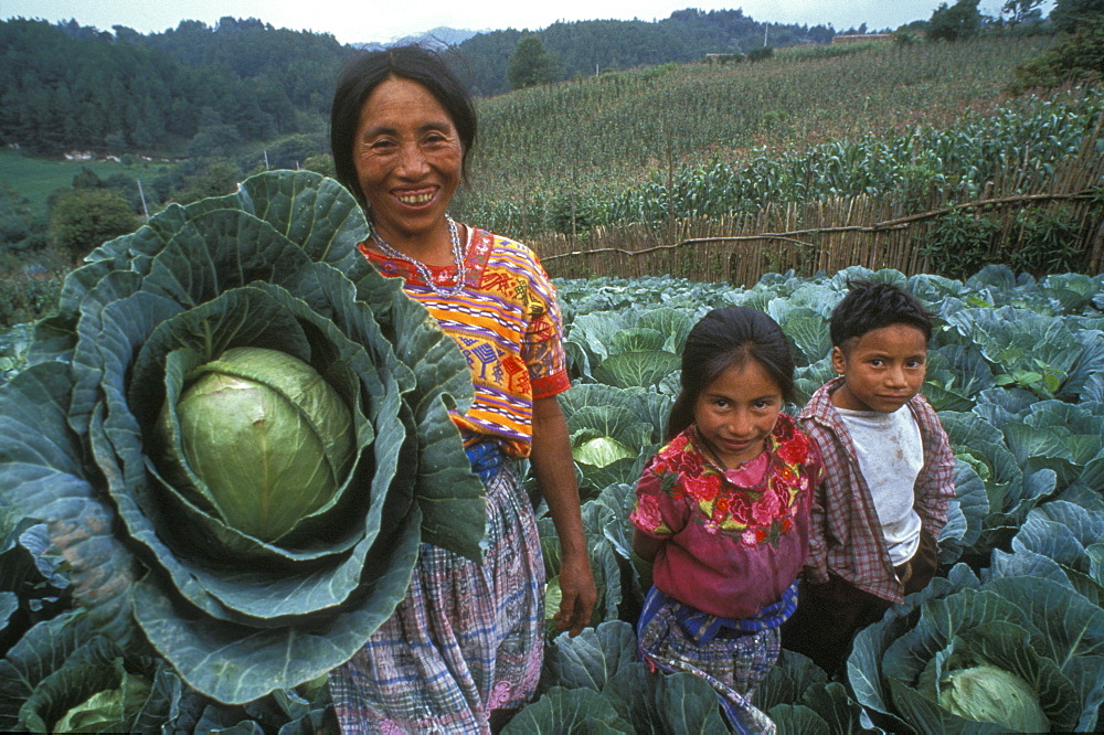 Guatemala woman and children with cabbage harvest, quetzaltenango